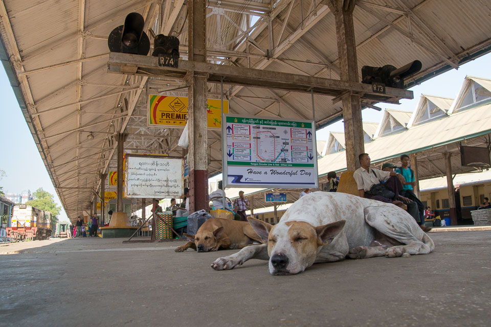 “Let Sleeping Dogs ...” by Emma Jones