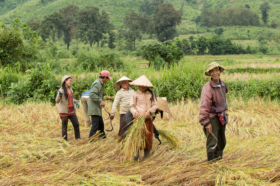 “Rice Harvest in Laos” by Neil Cordell